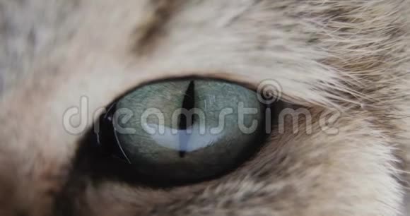 猫的特写蓝绿的眼睛金色的英国猫宏观视频的预览图
