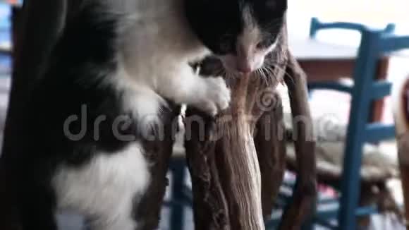 一只可爱好玩的小猫正在爬一根干树枝视频的预览图