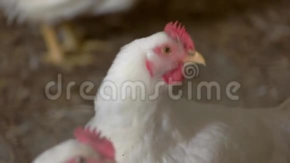 白色的母鸡视频的预览图