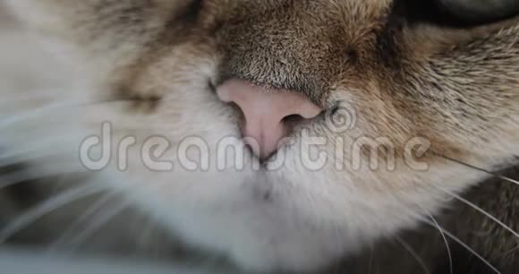 猫鼻子和嘴巴特写金色的英国猫视频的预览图