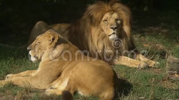 风景近景肖像两只狮子放松视频的预览图