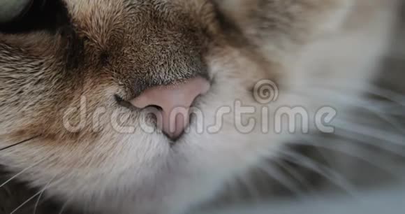 猫鼻子和嘴巴特写金色的英国猫视频的预览图