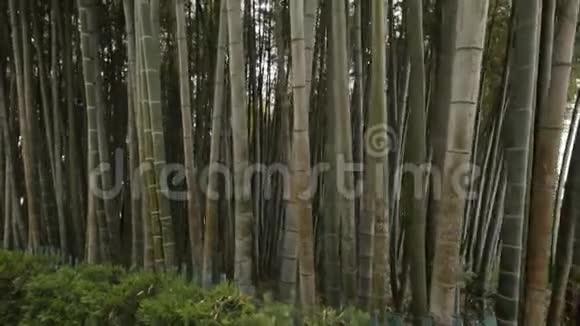 巴统植物园的高竹树格鲁吉亚性质热带植物视频的预览图