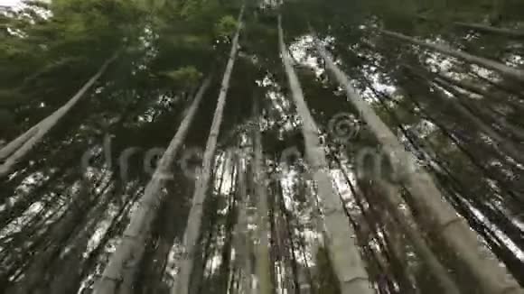 城市公园竹林底景自然游憩热带植被视频的预览图