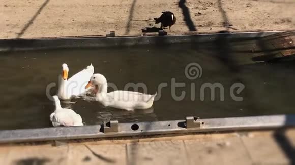 白色鸭子在水里游泳的特写镜头农场晴天慢动作视频的预览图