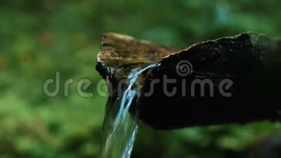 水从森林中的一棵树上倾泻而下水的来源是一条山涧在森林中流淌视频的预览图