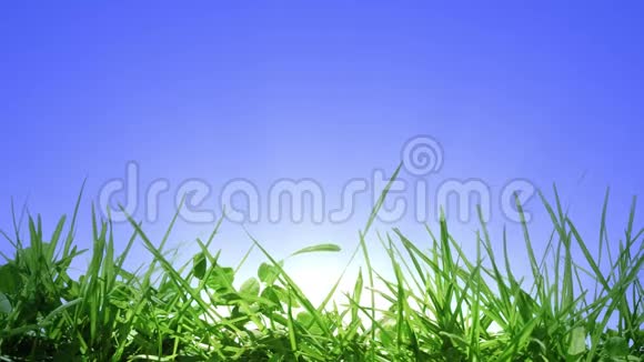 绿草和日出视频的预览图