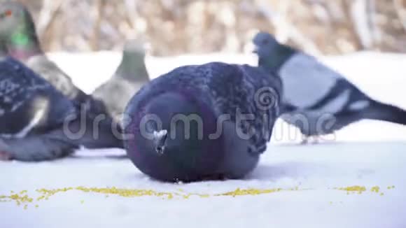 鸽子连续吃特写美丽的鸽子啄谷散落在雪地里在寒冷的公园里喂鸽子视频的预览图