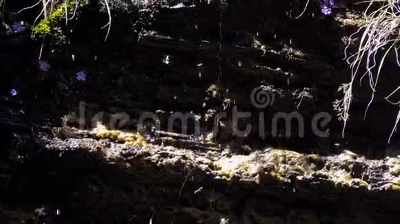 尼泊尔苔藓潮湿的山林有花在喜马拉雅山探险视频的预览图
