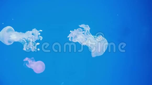 蓝色发光白盆地水母的精彩特写斑竹视频的预览图