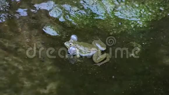肥绿的青蛙坐在水里呱呱叫视频的预览图