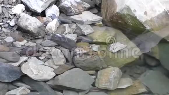 肥绿的青蛙坐在石头上的纯净水中视频的预览图