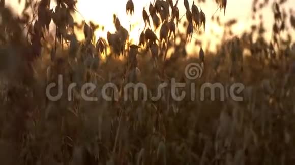 在夕阳下的田野里用金色的燕麦视频的预览图