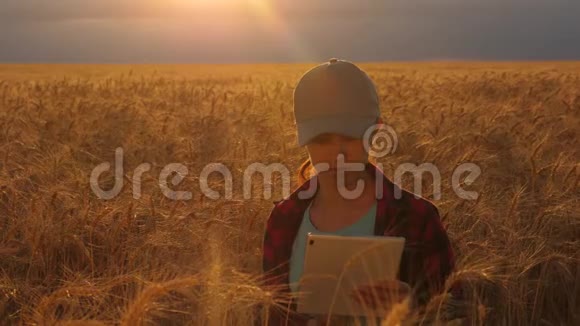 农民妇女在一片麦田里工作在夕阳下商业妇女计划在麦田里获利视频的预览图