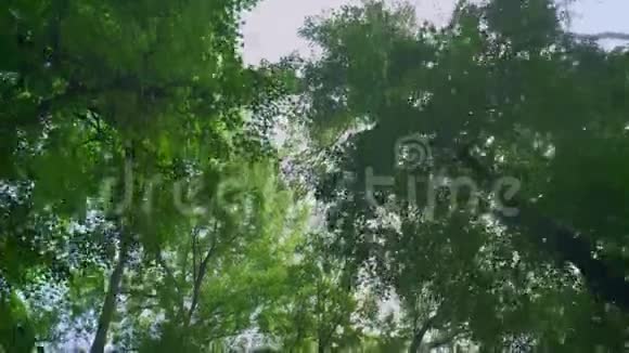 阳光明媚的夏天绿林的移动镜头高木茎长角度闪闪发光的阳光和视频的预览图