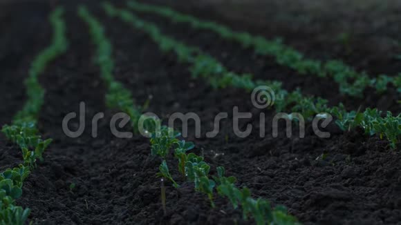 在花园土壤中生长的豌豆延时特写视频的预览图