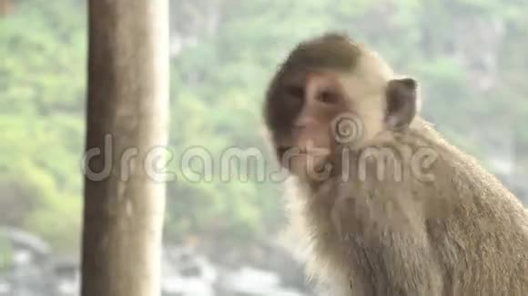 小猴子的肖像视频的预览图