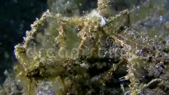 龙贝湖珊瑚上的刺蜘蛛蟹视频的预览图