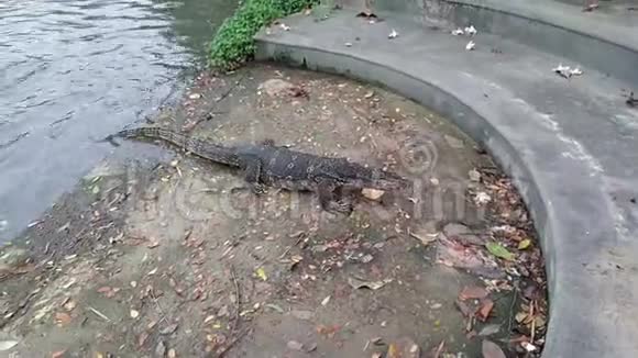 泰国水监测蜥蜴在池塘游泳瓦拉努斯打捞视频的预览图