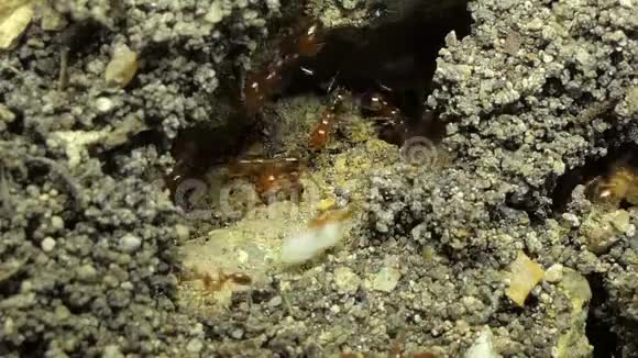 红蚂蚁在移动鸡蛋视频的预览图
