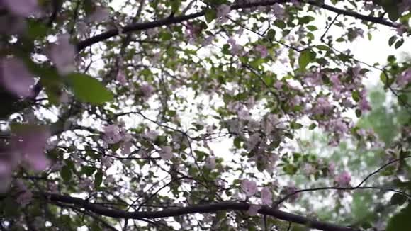 自然开花的树花的特写镜头库存录像绿树枝头绽放着美丽的粉红色花朵视频的预览图