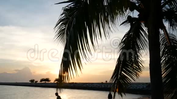 傍晚日落时分阳光透过海滩上的椰子树叶子照射视频的预览图