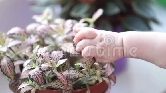 婴儿手第一次接触植物视频的预览图