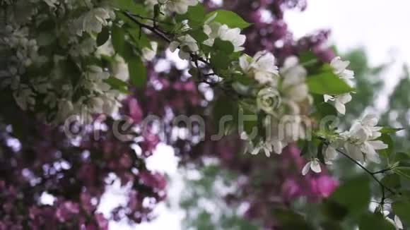 特写为盛开的白色和粉红色苹果树大自然在春天的时候库存录像美丽的花蕾视频的预览图
