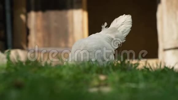 白母鸡采摘青草视频的预览图