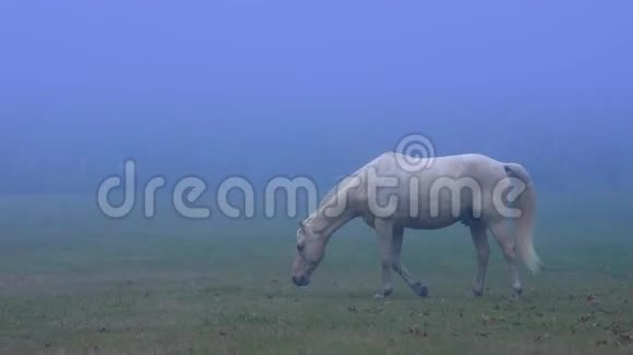 晚上在雾中骑马视频的预览图