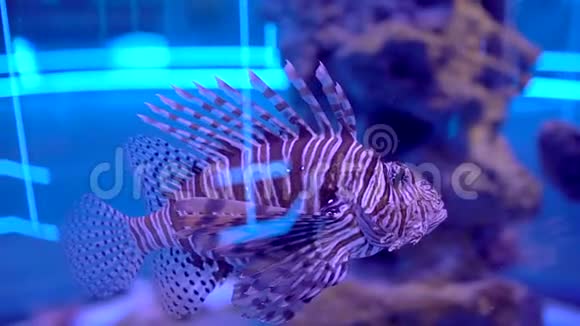 水族馆里的狮子鱼美丽的鱼在透明的水族馆水中游泳五颜六色的鱼缸装满了五彩缤纷视频的预览图