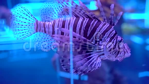 水族馆里的狮子鱼美丽的鱼在透明的水族馆水中游泳五颜六色的鱼缸装满了五彩缤纷视频的预览图