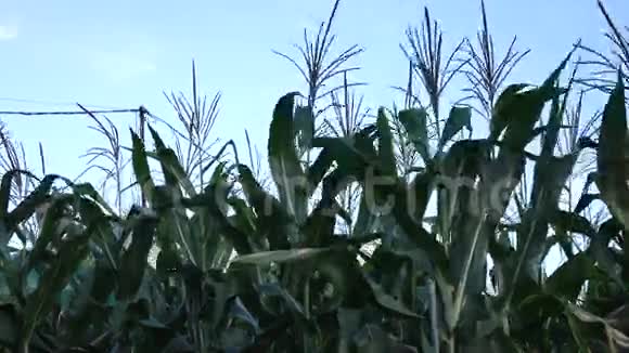 田间生长的绿色玉米视频的预览图