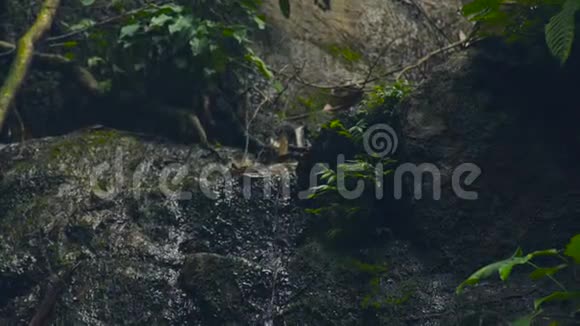在野生热带森林中流淌的小溪的水流小溪的水像河流一样在山上流动在丛林中流动视频的预览图