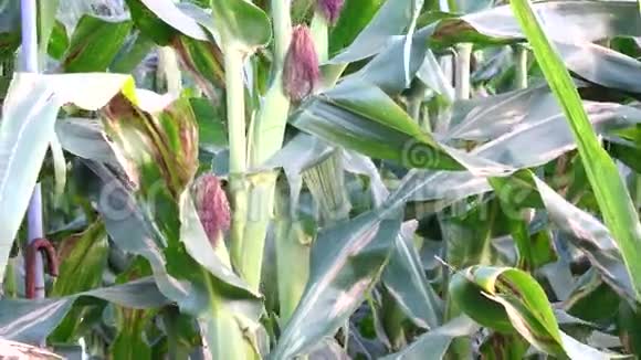 田间生长的绿色玉米视频的预览图