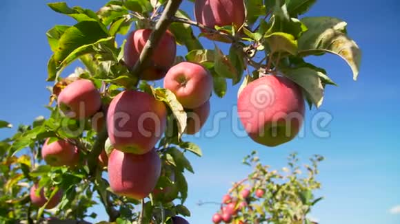满是成熟红苹果树的果园视频的预览图
