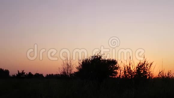 日落日出背景下大草原植物剪影视频的预览图