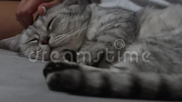 女人抚摸着灰色的成年猫爱护动物的概念视频的预览图