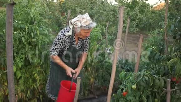活跃的老年生活在露天的工作中一个养老金领取者收集一种西红柿孤寡老人社会救助视频的预览图