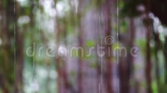 雨滴在森林背景上视频的预览图