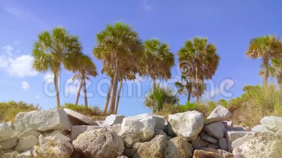 棕榈树复古效果视频的预览图