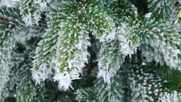 冬天的冷杉树森林有雪的圣诞树雪枝特写视频的预览图