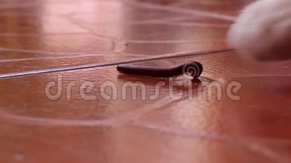 猫触摸和闻小米利比德它卷曲和伸展行走在棕色瓷砖地板上视频的预览图
