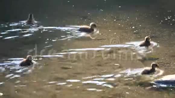 鸭子一家人在荷塘里游泳视频的预览图