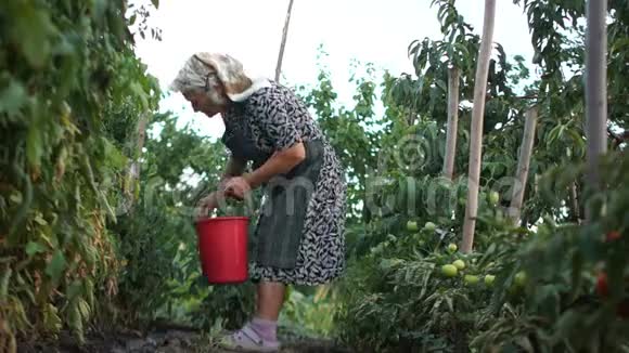 曾祖母用一个大红桶从床上收集西红柿农业活动农业农业视频的预览图