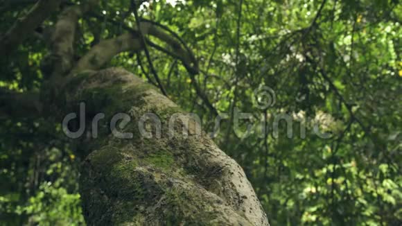 热带雨林中的主干热带树和绿色树叶近在咫尺蚂蚁在丛林中的树干上行走视频的预览图
