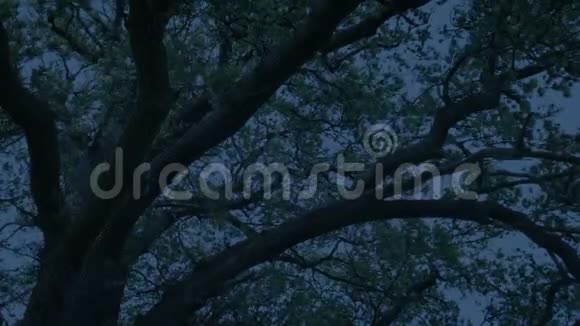 晚树在微风中漫步视频的预览图
