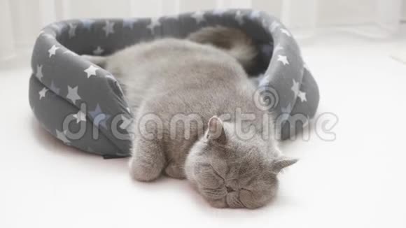 睡灰猫在猫床上视频的预览图