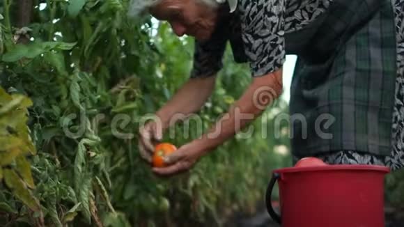 有机农业农民们手工收获西红柿健康营养农业种植蔬菜视频的预览图