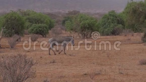 孤独的绿色斑马步道棕色干燥的地球非洲萨凡纳桑布鲁附近的灌木视频的预览图